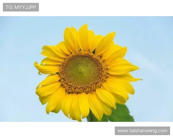 开运网站一站式推荐，为你开启幸运人生的最佳途径